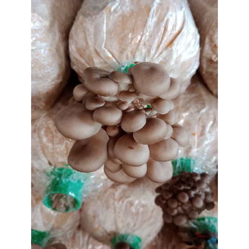 ก้อนเชื้อเห็ดนางรมดำ ชุดปลูก สำหรับผู้ปลูกในครัวเรือน 3ก้อน 69บาท (เชื้อเดิน10%ต้องนำไปบ่มต่อ) ฟาร์มผลิตเอง