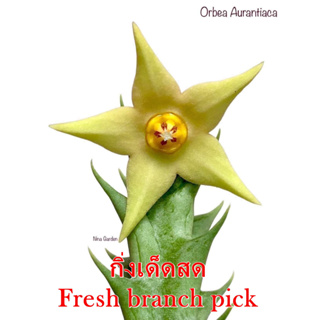 เก๋งจีน Orbea Aurantiaca *กิ่งเด็ดสด* แคคตัส ไม้อวบน้ำ Cactus and Succulent