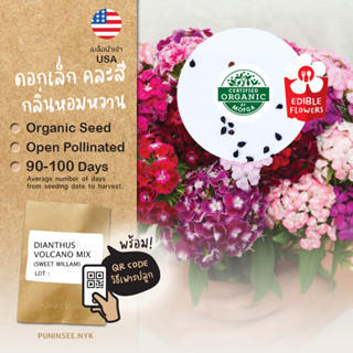 เมล็ดดอกไม้นำเข้า ผีเสื้อ Dianthus Volcano (Organic Seed) Sweet William ไดแอนทัส ดอกไม้กินได้