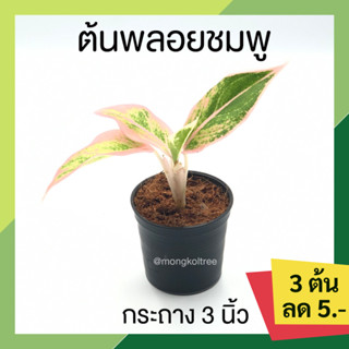 🔥โปร 9.9 🔥 [3 ต้น ลด 5 บาท] ต้นพลอยชมพู กระถาง 3 นิ้ว แสงเพชรแสงพลอย อโกลนีมา ออโรร่าชมพู วาสนาพารวย ต้นไม้มงคล ใบมีสีช