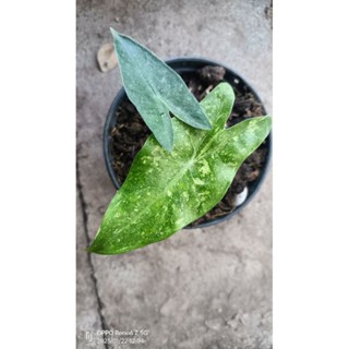 Alocasia longiloba variegated