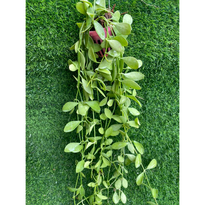 เดฟเขียว/เดฟด่าง พร้อมลวดแขวน ไม้ฟอกอากาศประจำบ้าน (มีแบบขายยกพวง10กระถางอีกโพสนะคะ) - รูปที่ 5