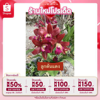 [ลดเหลือ 55 โค้ดหน้าร้าน+INCLV22] ต้นกล้วยไม้แคทลียา ลูกต้นแดง กล้วยไม้ออกดอกง่ายกลิ่นหอม