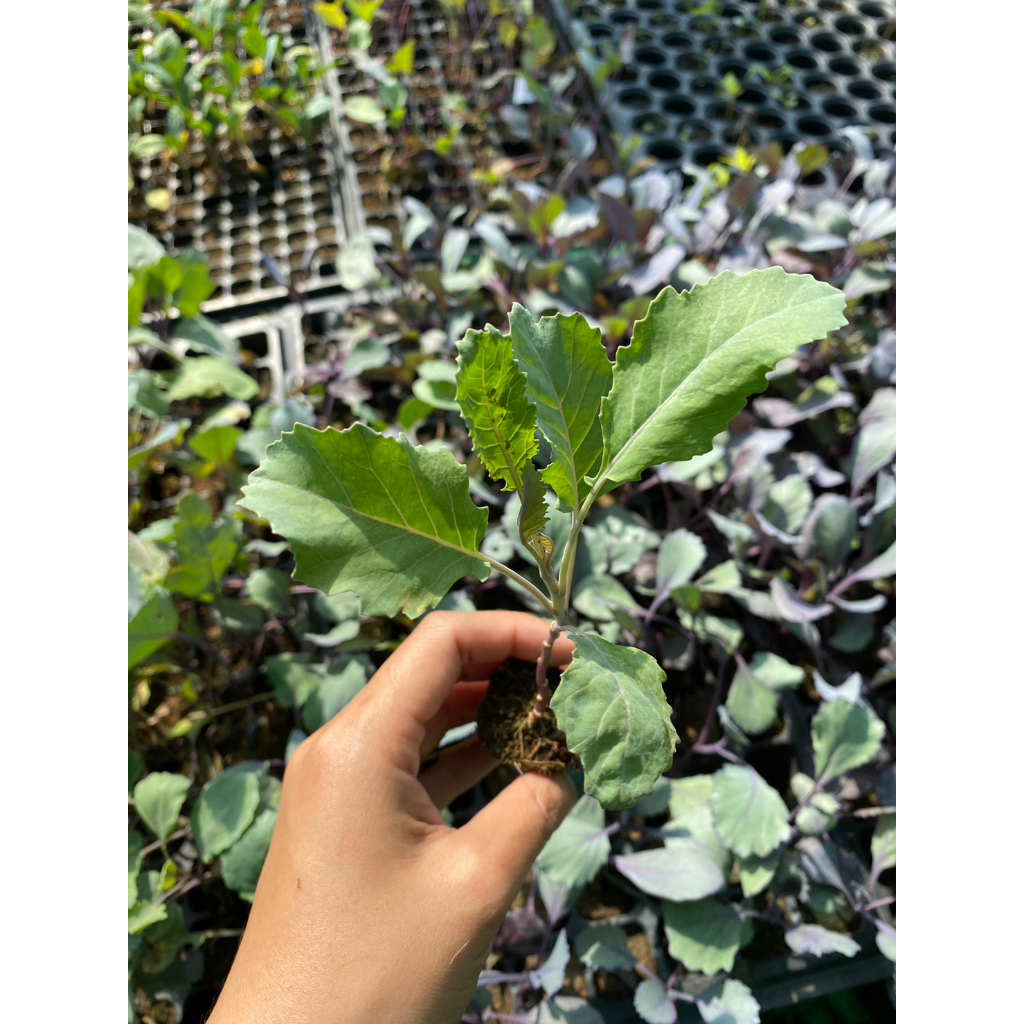 กะหล่ำปมม่วง (Purple Kohlrabi) ทรงกลมหรือกลมแป้นข้างในมีเนื้อแน่นฉ่ำน้ำสีขาว รสชาติหวานกรอบ พร้อมปลูก กล้าละ10บาท