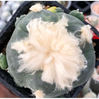 🐷🐽🐷เจ้าเปาด่าง Lophophora Diffusa Koike Variegata หน้าอ้วน🐽เต้าบุ๋ม ความสวยเต็มคาราเบล ขนปุยมากก🥰🥰