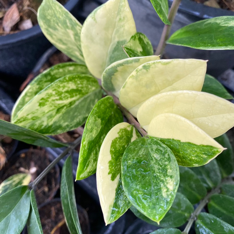กวักมรกตด่าง ชำมีหัวและรากทุกกระถาง Variegated Zamioculcas zamiifolia (ZZ Plant) ต้นกวักด่าง กวักเขี