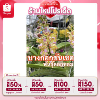 [ลดเหลือ 45 โค้ดหน้าร้าน+INCLV22] กล้วยไม้ดอกหอม บางกอกซันเซต ออกดอกง่ายตั้งแต่ต้นเล็ก