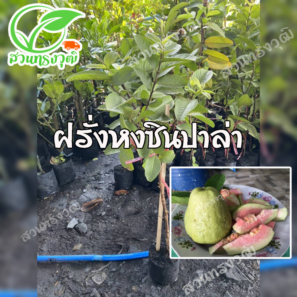 ฝรั่งหงซินปาล่า กิ่งตอนชำลงถุง แท้ % หวานกรอบมาก