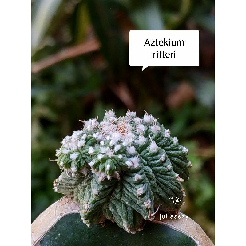 Aztekium ritteri ไม้กราฟ cactus