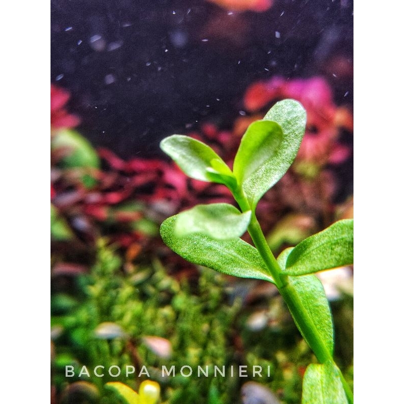 Bacopa monnieri  ไม้น้ำสีเขียว