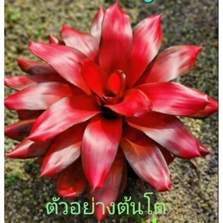 สับปะรดสี Bromeliad Neoregelia Maria จำนวน 1 ต้น จัดส่งแบบถอดกระถาง ต้นไม้สวยงาม ฟอกอากาศ ต้นไม้มงคล