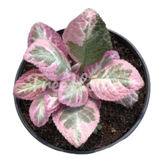 พรมญี่ปุ่น คลีโอพัตรา กระถาง 5-6 นิ้ว  (Episcia) Pot” 5-6