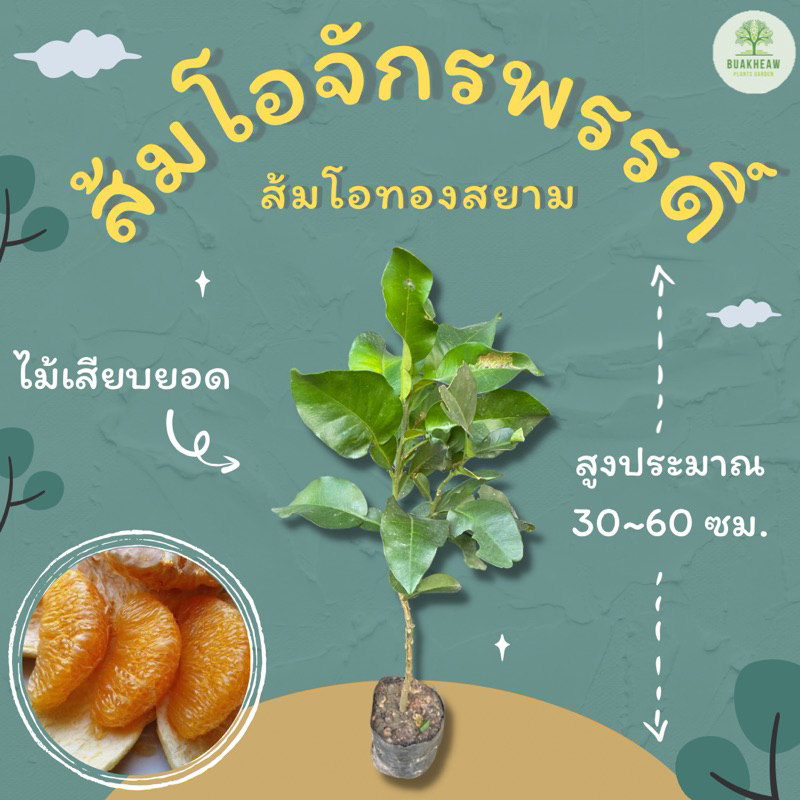 ส้มโอจักรพรรดิ์ สูงประมาณ 30-60 ซม. ส้มโอทองสยาม ส้มโอจักรพรรดิ์