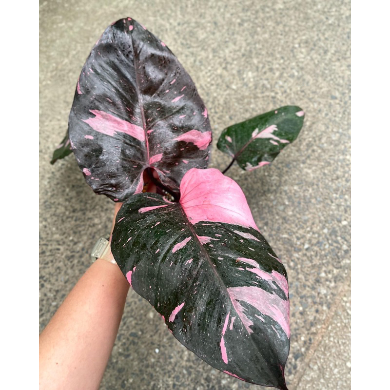 Philodendron White princess ฟิโลเดนดรอนไวท์ปริ้นเซส 10ต้น ...