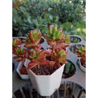 Jelly bean (Sedum) เจลลี่บีน ไม้อวบน้ำ กุหลาบหิน กระถาง2นิ้ว