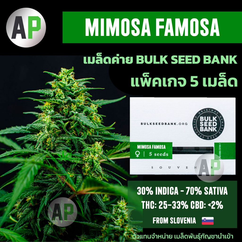 เมล็ดพันธุ์กัญชา โฟโต้ MIMOSA FAMOSA Feminized เมล็ดค่าย Bulk Seed Bank นำเข้า เพศเมีย แพ็คเกจ 5เมล็ด