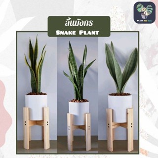 💤ลิ้นมังกร(Snake Plant) มี3สายพันธุ์  ต้นสูง30-45ซม. พร้อมกระถางMinimal6"+จานรอง+เม็ดPopper+ขาตั้งไม้สน (ต้นไม้ฟอกอากาศ)