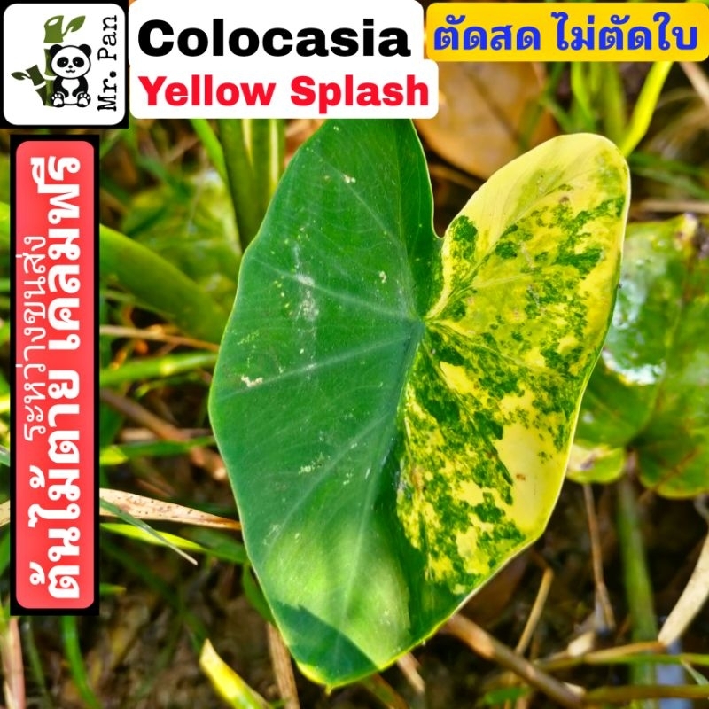 colocasia Yellow splash ตัดสดไม่ตัดใบ โคโลคาเซีย เยลโล่ สเเปรส บอนนอก