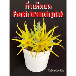 เก๋งจีน Orbea Caudata *กิ่งเด็ดสด* แคคตัส ไม้อวบน้ำ Cactus and Succulent