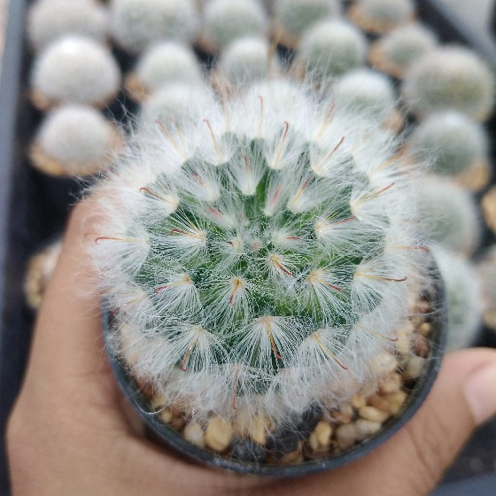 🌵💥แมมขนแกะ 💥🌵Mammillaria bocasana multilanata ไม้เมล็ด ขนาด 4-5 ซม. ต้นกระบองเพชร ต้นแคคตัส (แคคตัส กระบองเพชร)