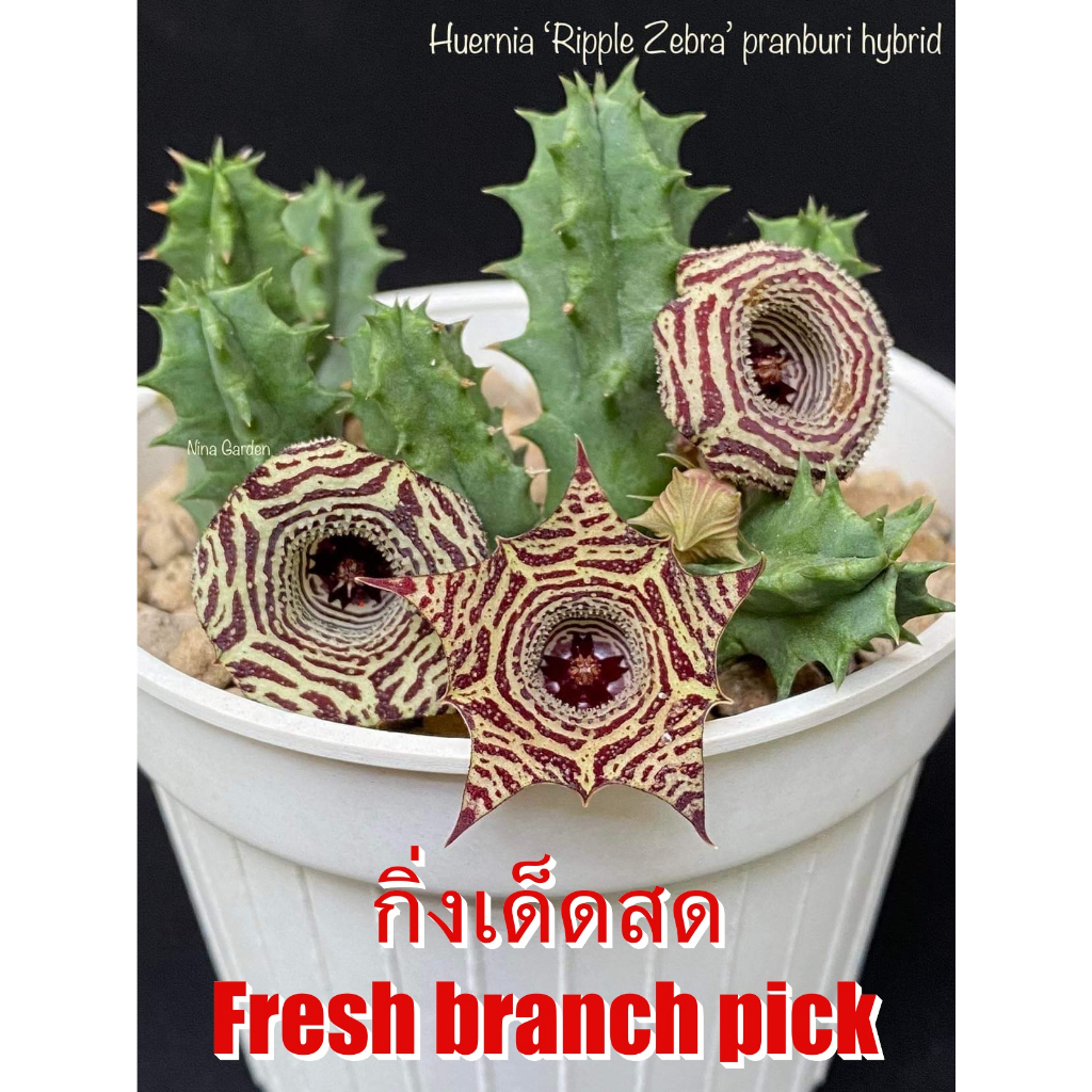 เก๋งจีน Hernia Ripple Zebra Pranburi Hybrid *กิ่งเด็ดสด* แคคตัส ไม้อวบน้ำ Cactus and Succulent