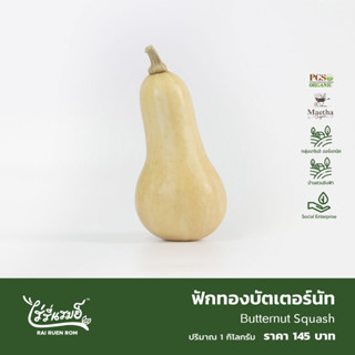 ฟักทองบัตเตอร์นัท : Butternut Squash