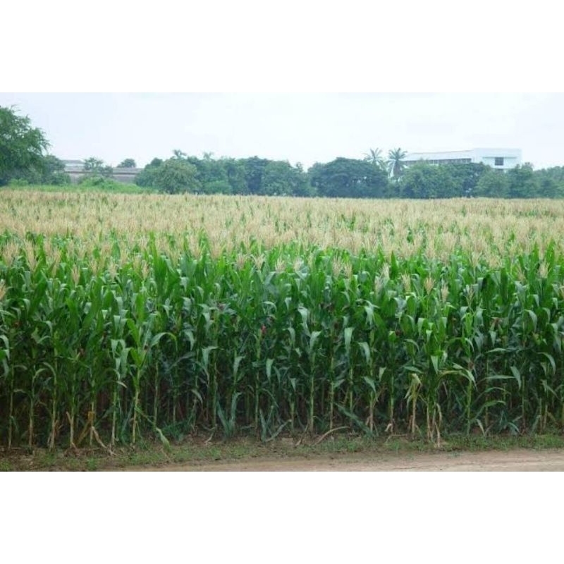 เขียวนาโน  แคปซูล อาหารพืชราคาส่ง - รูปที่ 2