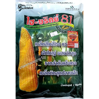 ข้าวโพดหวาน 🌱ไฮบริกซ์ 81🌽ไฮบริกซ์ 59🌽ข้าวโพด สวีท🌱ข้าวโพดเหลือง หวาน กรอบ เม็ดใส ฝักใหญ่ ต้นแข็งแรง