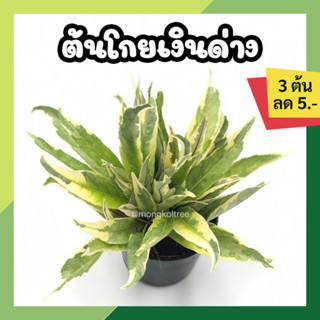 🔥โปร 9.9 🔥 [3 ต้น ลด 5.- ] ต้นโกยเงิน ขาไก่ด่าง ขาไก่นำโชค กระถาง 3 นิ้ว ต้นไม้ประดับ ต้นไม้ฟอกอากาศ ฟอร์มสวย สีสวย