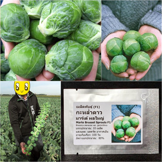 เมล็ดพันธุ์ กะหล่ำดาวผลใหญ่ มาร์เต้ Marte Brussel Sprouts F1 Seed 10 เมล็ด คุณภาพดี ของแท้ 100%