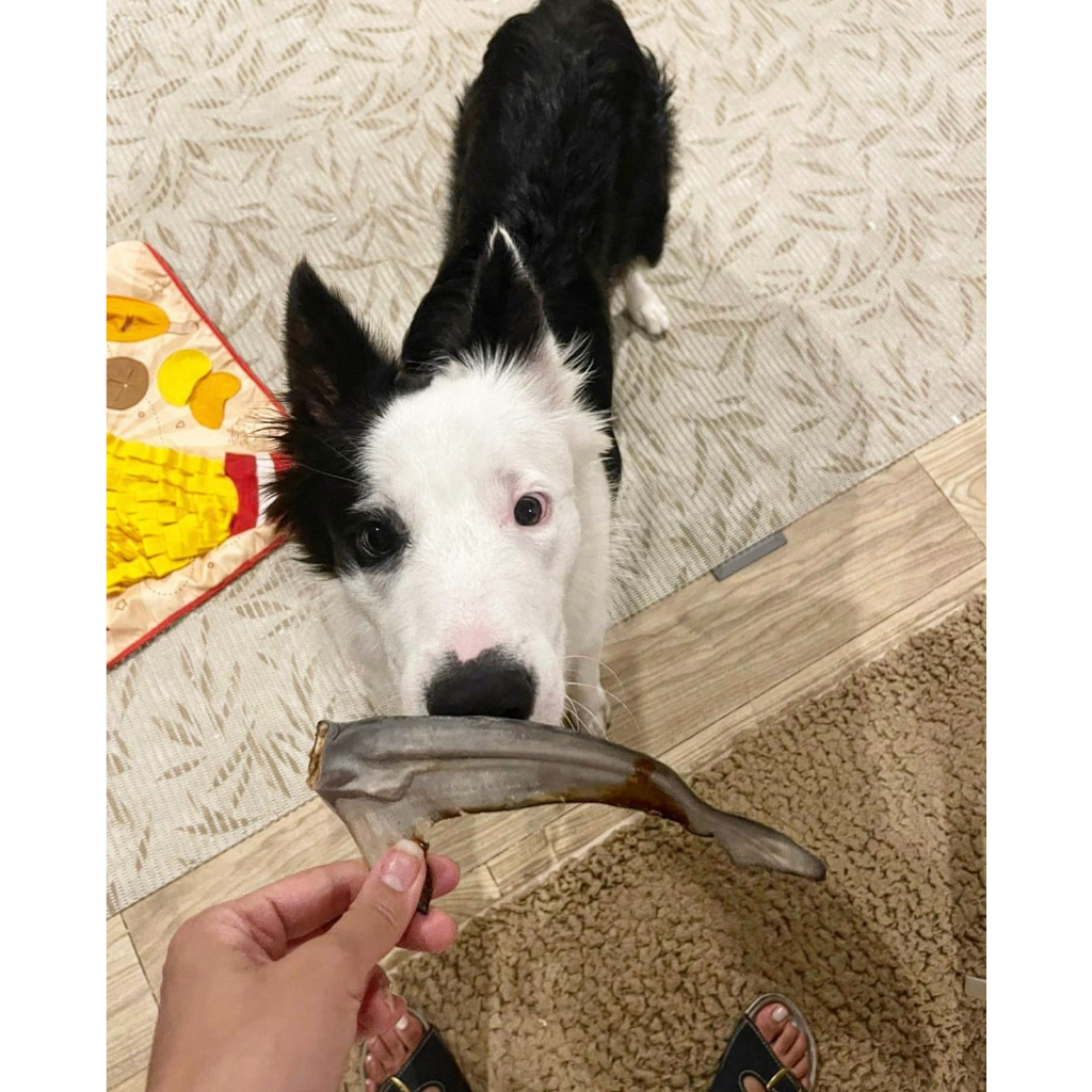 หางปลาฉลาม ขนมแทะหมาแมวอบแห้ง แก้เบื่อ ขัดฟัน Bella's Bites Shark Tail Chew for Dogs and Cats - รูปที่ 2