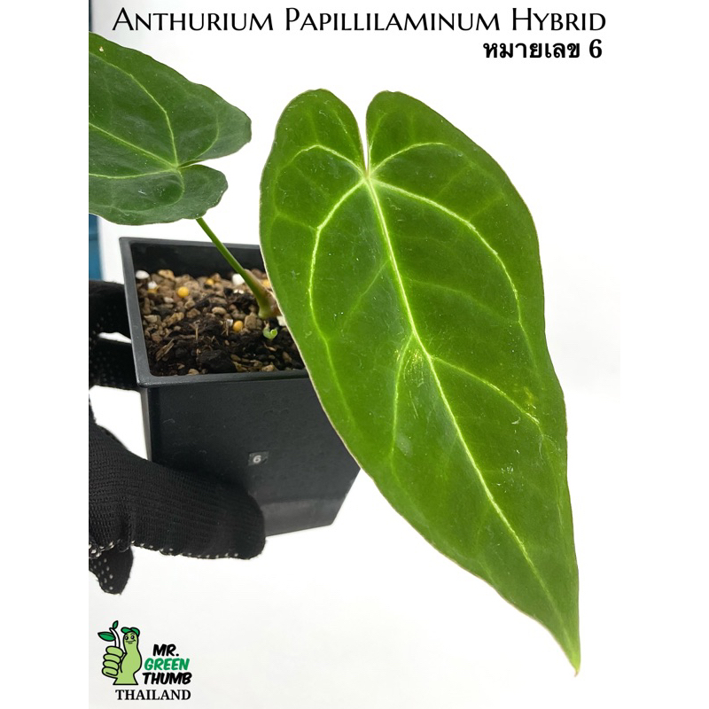 Anthurium Papillilaminum Hybrid หน้าวัวลูกผสมโตจากเมล็ดผิวกำมะหยี่ หมายเลข 6