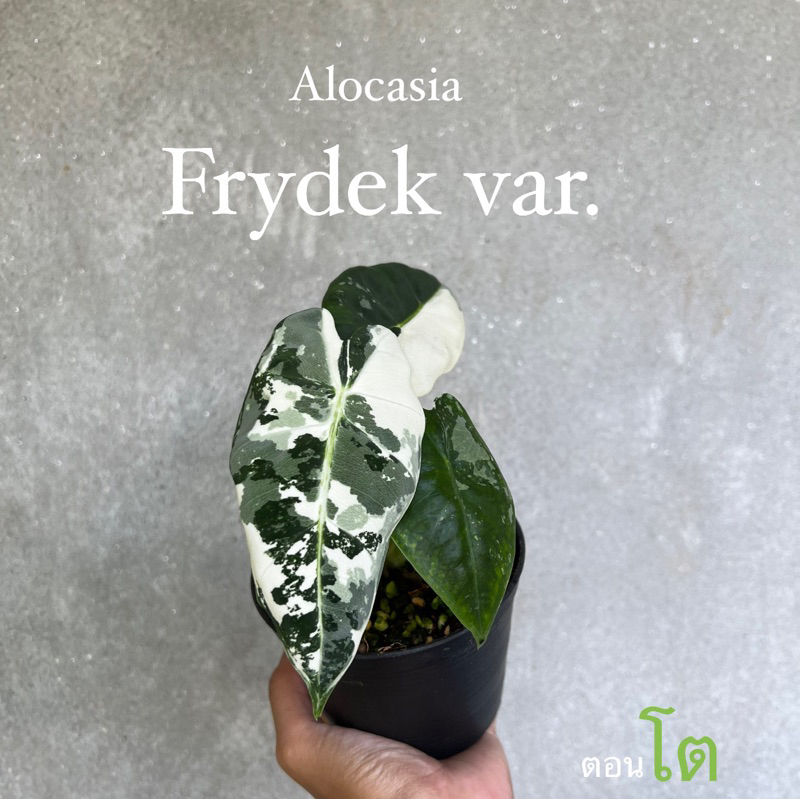 Alocasia frydek var. ฟรายเด็กซ์ด่าง เลือกต้นได้