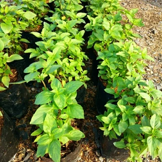 🌱ต้นโหระพา🌱ปลูกด้วยวิธีปลอดสารพิษ ขนาดถุงดำ 6 นิ้ว พร้อมปลูก รากแน่นทุกต้น