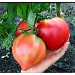 เมล็ดปลูกต่อได้ บรรจุ 12 เมล็ด เมล็ดพันธุ์ มะเขือเทศหัวใจ ผลใหญ่ pink oxheart tomato