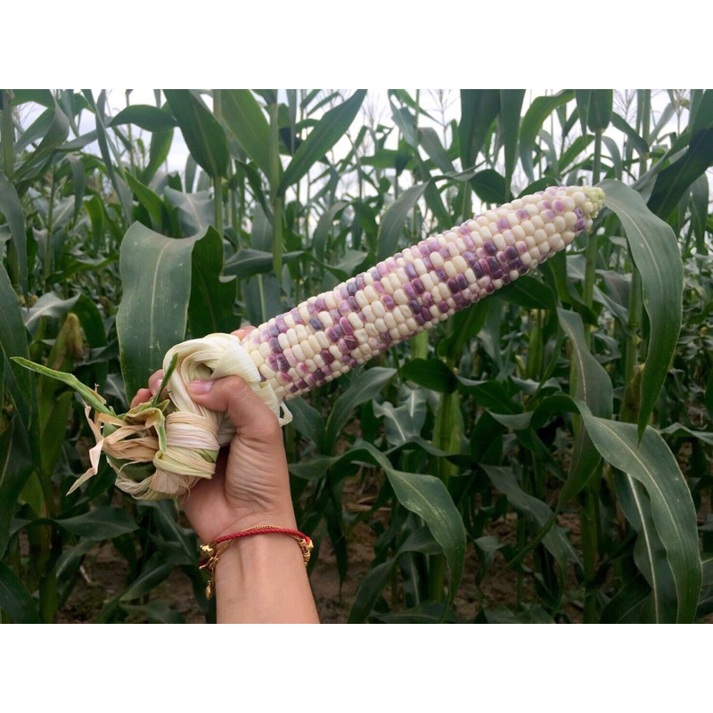 เมล็ดพันธุ์ ข้าวโพดข้าวเหนียวสวีทไวโอเล็ท 200g. 1Kg.  #ข้าวโพดข้าวเหนียว #เมล็ดข้าวโพด #เมล็ดพันธฺุ์ศรแดง - รูปที่ 2