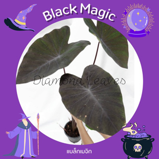 บอนดำแบล็กเมจิก🔥5ต้น45บาท🔥Colocasia esculenta black magic ส่งแบบห่อตุ้มตัดใบ มีรากแล้วแข็งแรงแล้ว