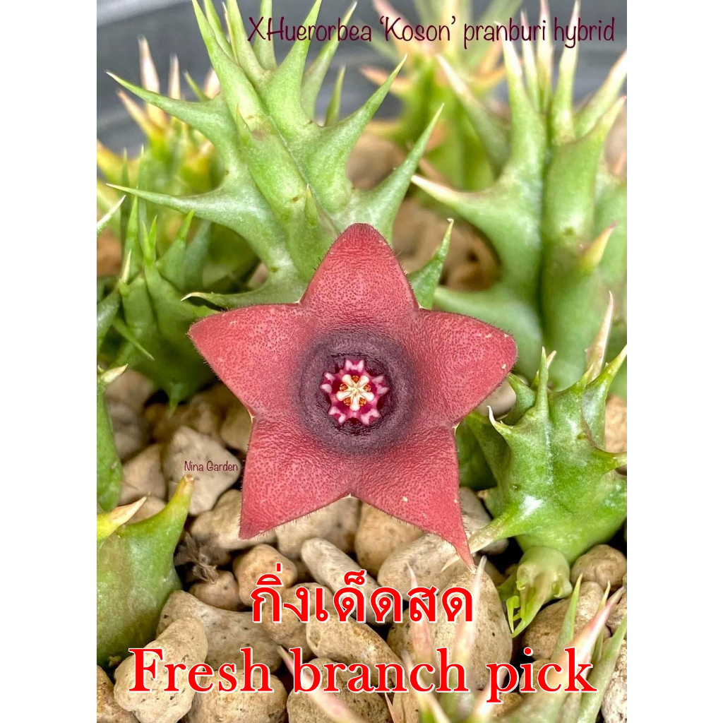 เก๋งจีน XHuerorbea Koson pranburi hybrid *กิ่งเด็ดสด* แคคตัส ไม้อวบน้ำ Cactus and Succulent