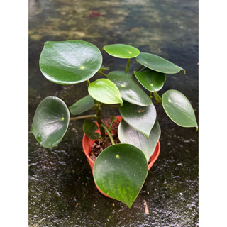 เปเปอร์หยดน้ำ Peperomia raindrop กระถาง 4นิ้ว