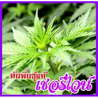 🌿สายพันธุ์นอก🌿เชอรี่ไวน์🌿 สายพันธุ์ที่ ยอดนิยม🌿 เหมาะกับการทำยามี cbdสูง 25%🌿 สมควรมีติดบ้าน‼️