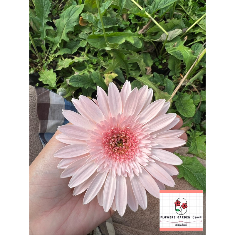 ดอกเยอบีร่า Flowers Garden น้องพี