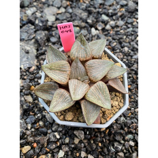 Haworthia Hybird Thailand (ส่งทั้งกระถาง) ไม้อวบน้ำ ต้นไม้ประดับ ไม้ต่างประเทศ  Succulnt