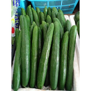 🥒แตงกวาญี่ปุ่นผักเมืองหนาวสดใหม่ขายถูก