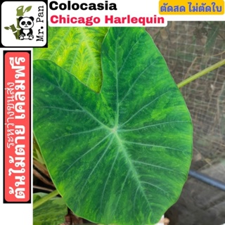 Colocasia Chicago Harlequin ตัดสด ไม่ตัดใบ โคโลคาเซีย ชิคาโก้ ฮาร์เล่ควีน