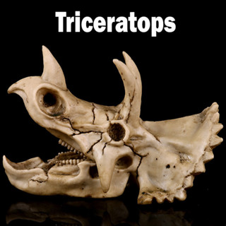 JAPAN โมเดล กะโหลก Skull Triceratops ไทรเซอราทอปส์ ไดโนเสาร์ Dinosaur เรซิ่น Resin ของสะสม ตกแต่งบ้าน งานปั้น Model Gift