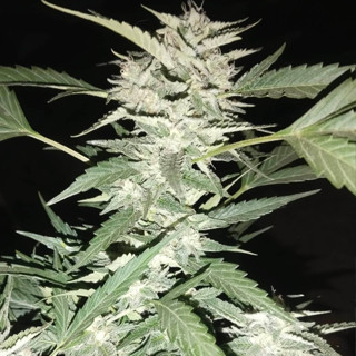 ต้นแม่เมล็ดค่าย เมล็ดกัญ สายพันธุ์นำเข้า lemon haze