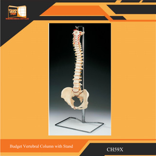 Budget Vertebral Column with Stand