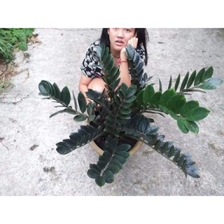 กวักมรกตดำ(Zamioculcas Zamifolia black)