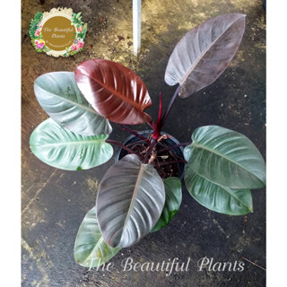 ฟิโลเดนดรอนแบล็คคาดินัล / หรือ กุมารดำเรียกทรัพย์#Philodendron Black cardinal