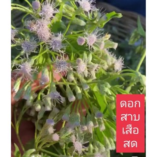 ดอกสาบเสือสด..ใช้ชงเป็นชา..บำรุงหัวใจ  100 กรัม  59 บ.